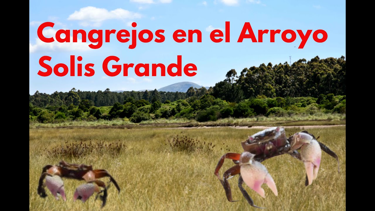 Recorremos los Humedales del Arroyo Solís Grande y nos encontramos con miles de Cangrejos. 🦀🦀💧💧🌉🌉