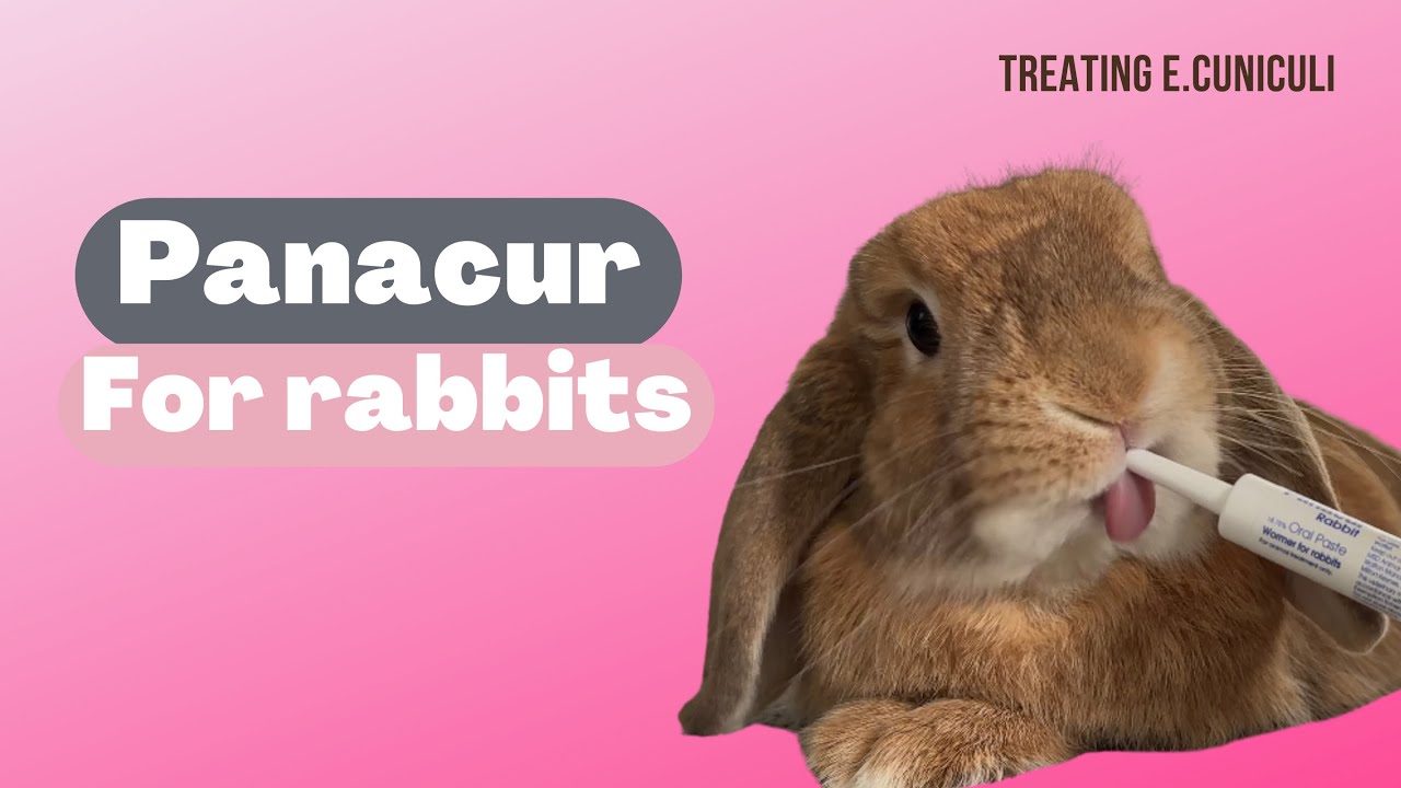 How to administer Pancur to your rabbits