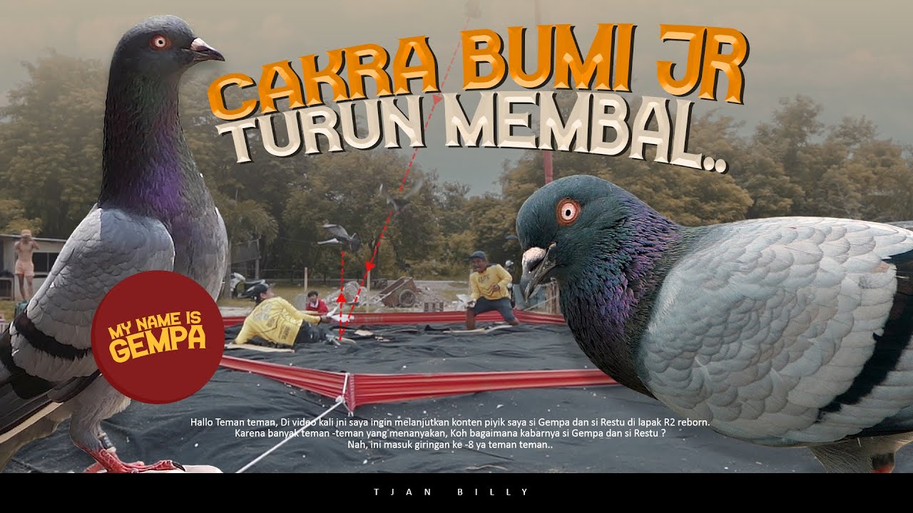 PROSES PEMATANGAN MERPATI PIYIK TEST GANDENG PLAYER