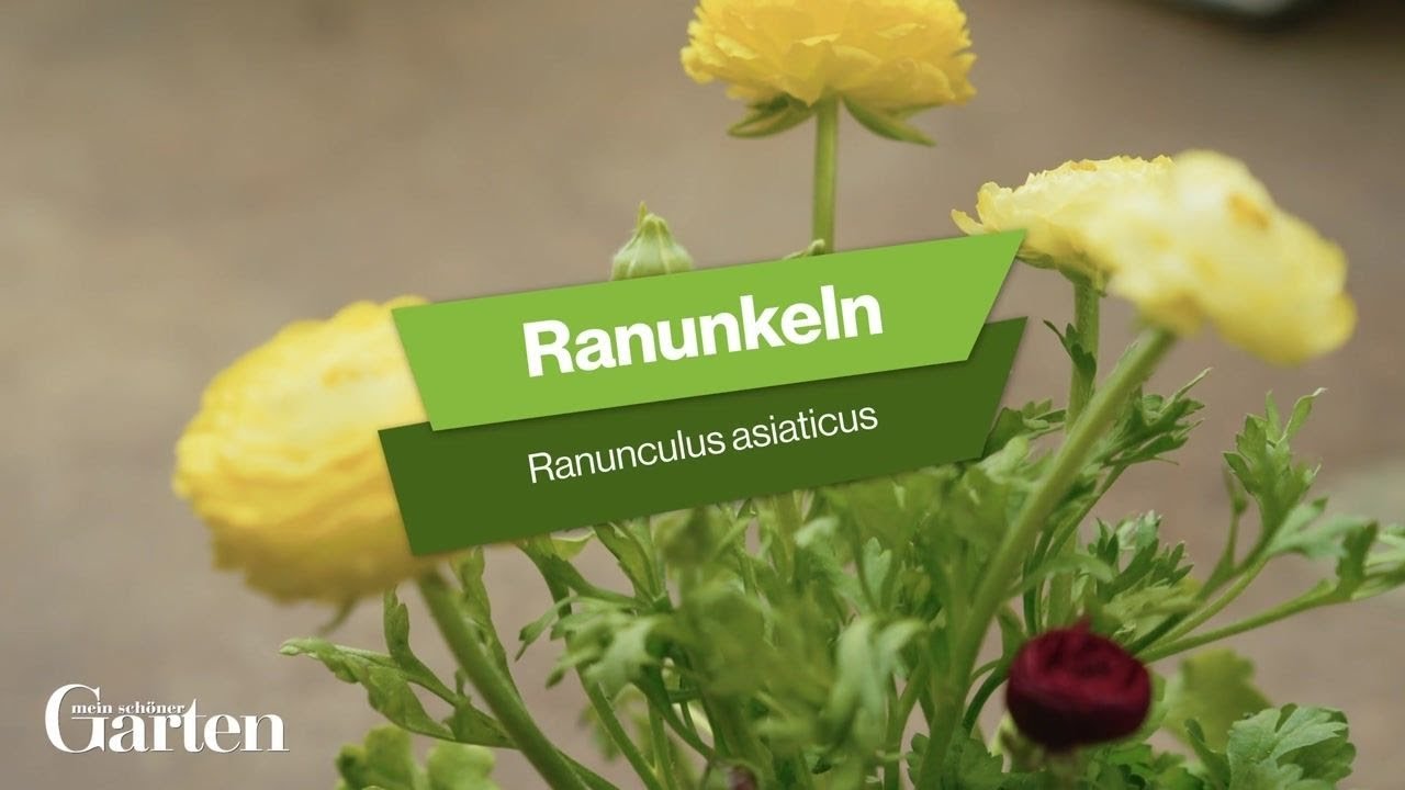 Ranunkeln: Tipps zur Pflanzung und Pflege