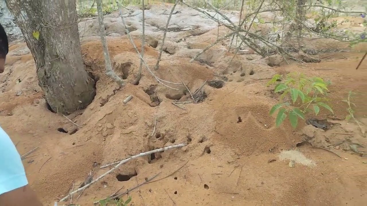 Formigas roçadeiras na sua plantação? Saiba como se livrar delas