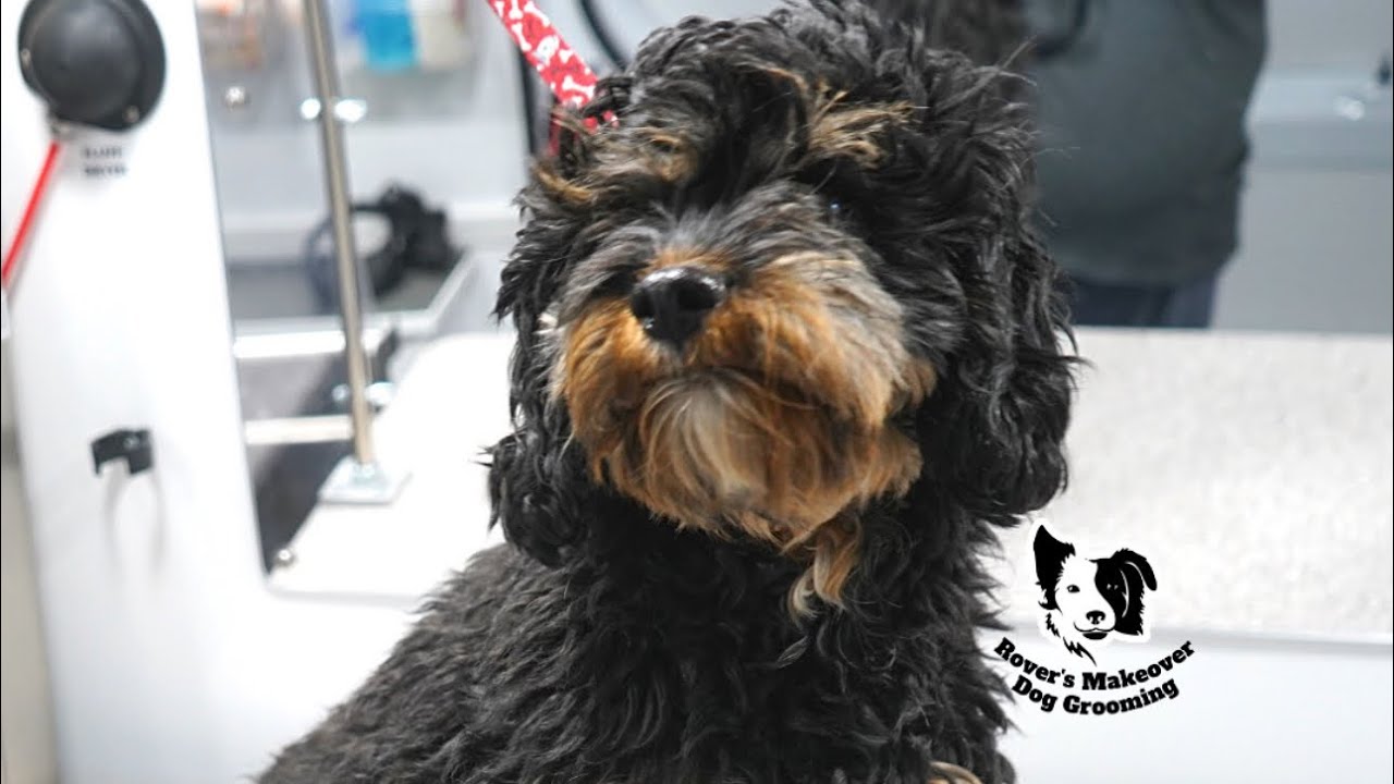 ANIMAL WELFARE Won't Do ANYTHING!