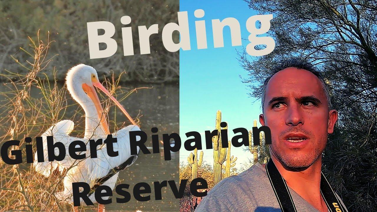 Birding the Riparian Preserve at Gilbert Water Ranch in Gilbert, Arizona.