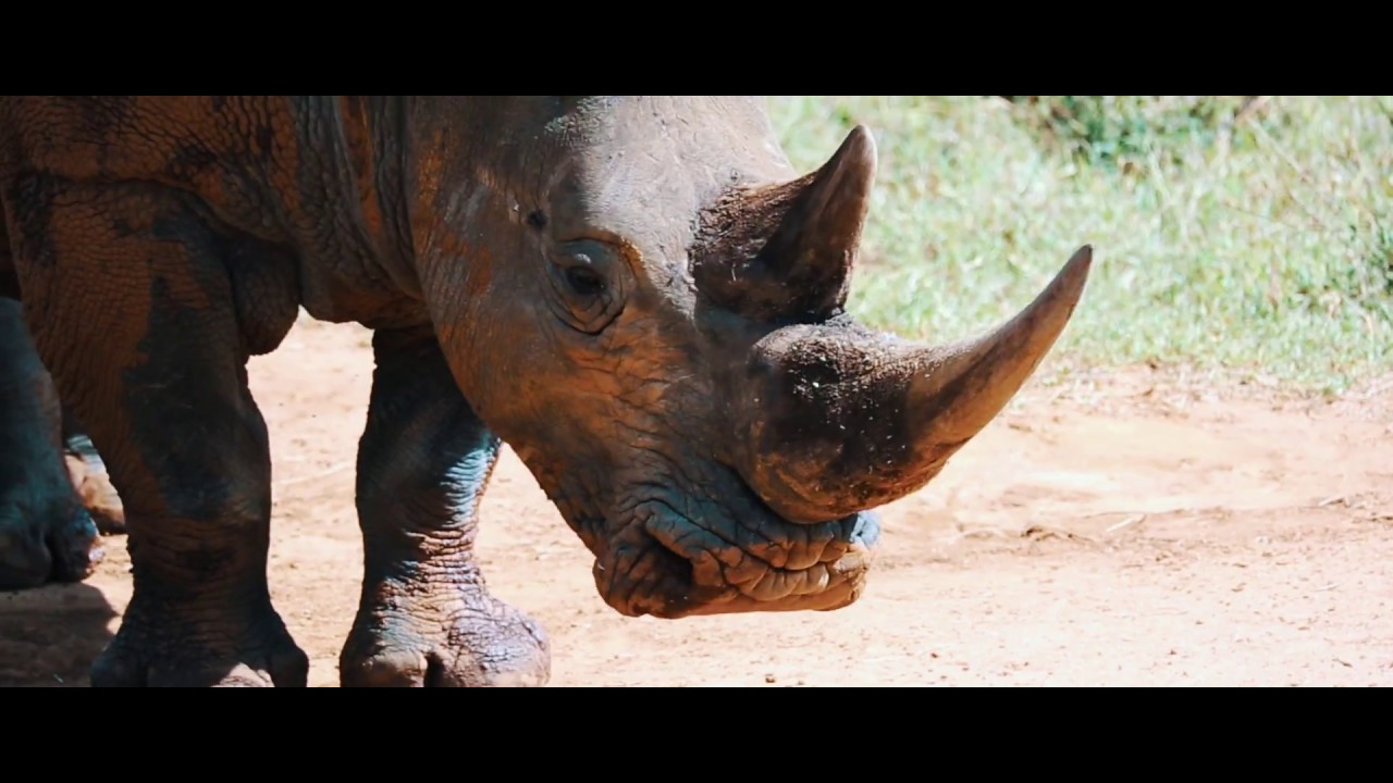Ol Jogi Lodge - Ol Jogi Wildlife Conservancy - Kenya