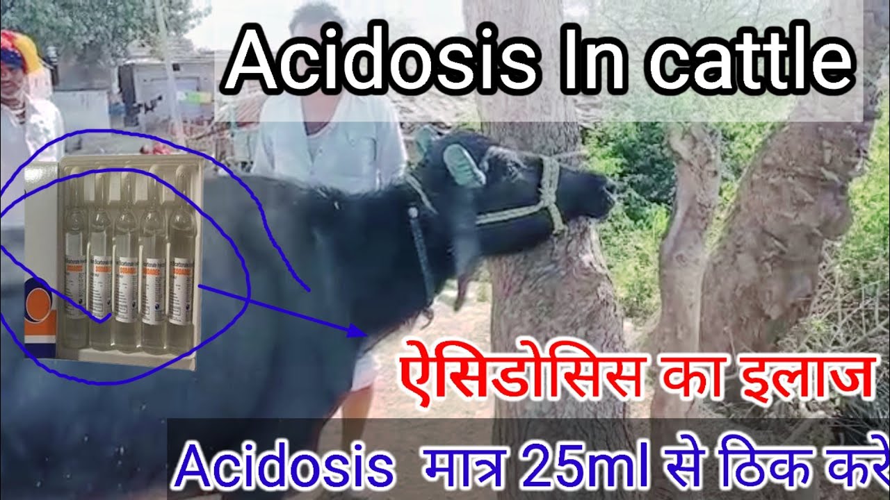 Acidosis In Cattle | Treatment of Acidosis in Animal | acidosis in buffalo | पशु के ऐसिडोसिस का इलाज