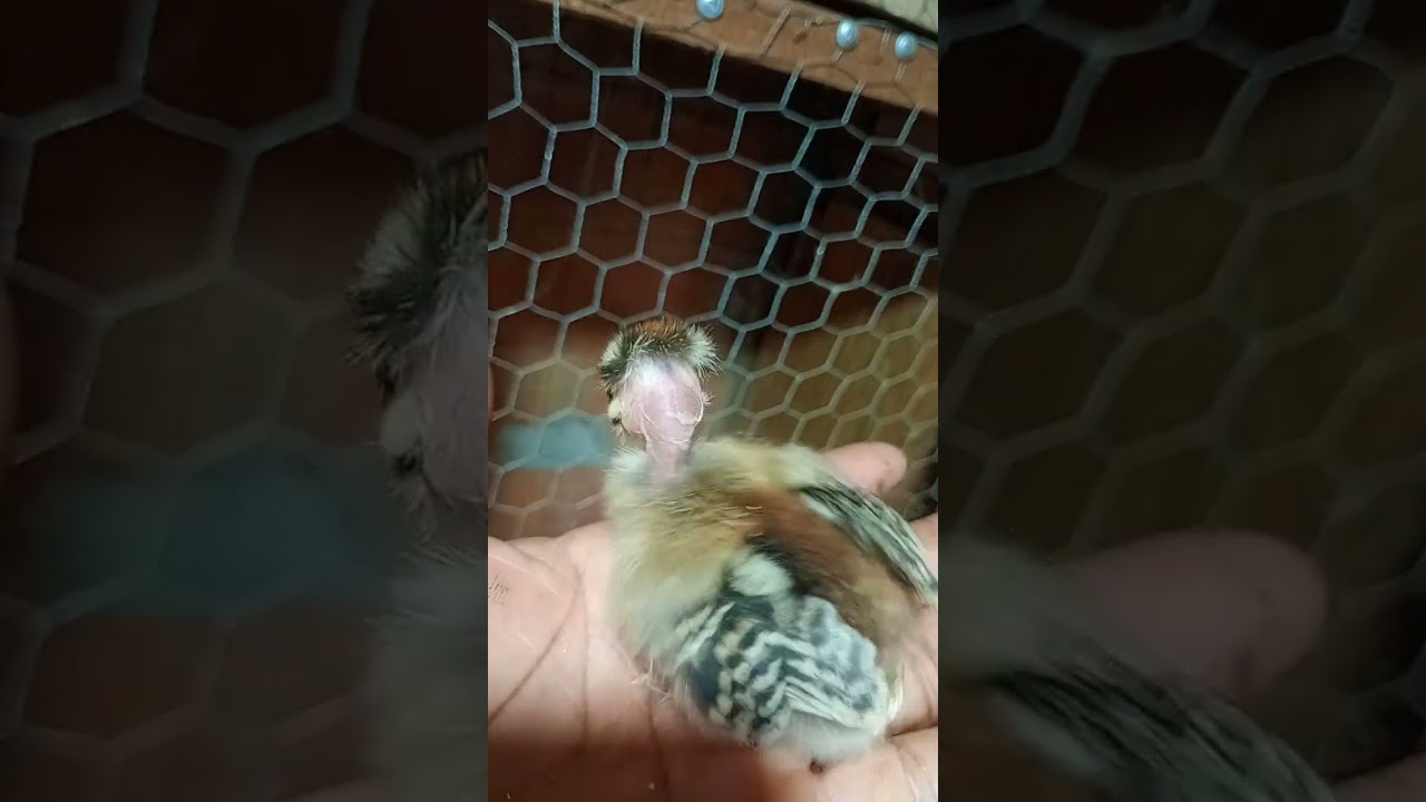 Mostrando minha criação de garnizé 🐓🐤🐔