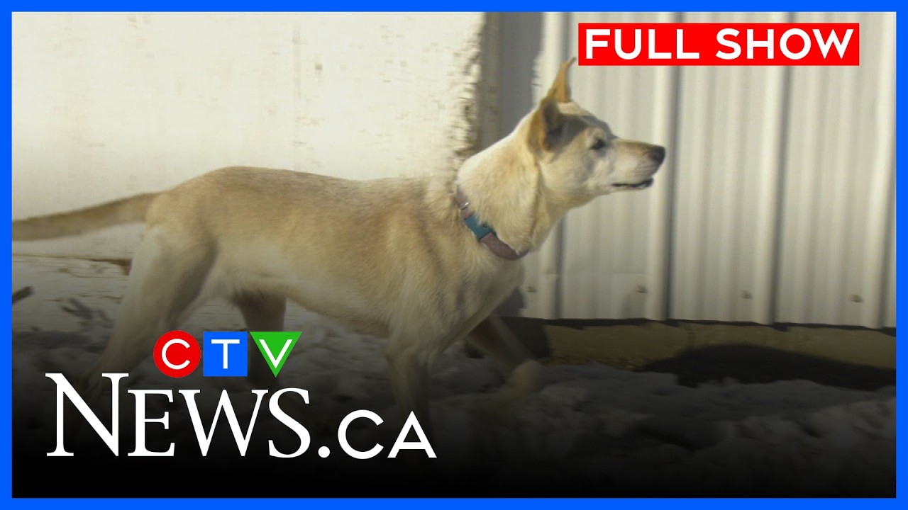 How dogs found starving are recovering under SPCA care | CTV News Edmonton at Six for March 10, 2026