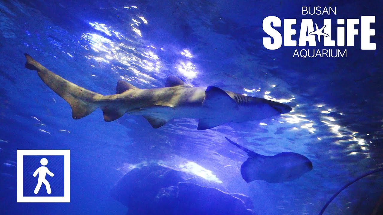 [4K] SEA LIFE Пешеходная экскурсия по аквариуму в Пусане, Южная Корея
