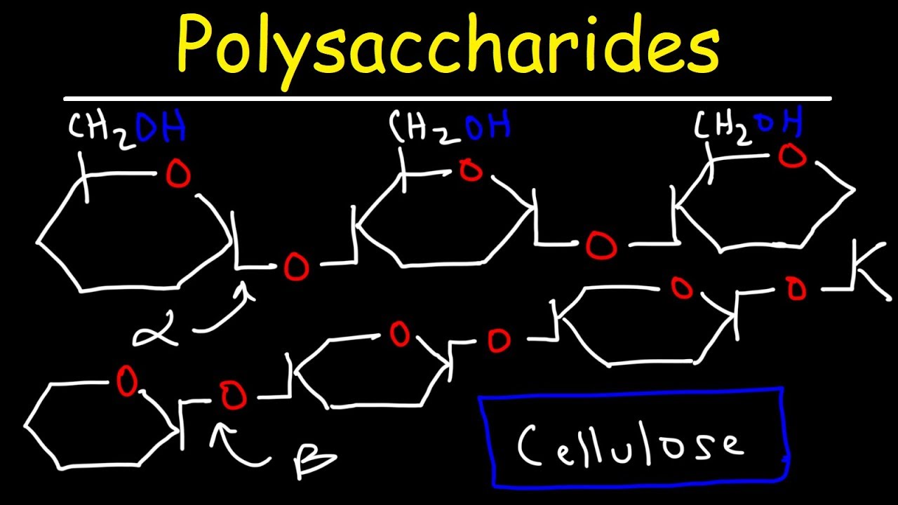 Polysaccharides - Starch, Amylose, Amylopectin, Glycogen, & Cellulose - Carbohydrates