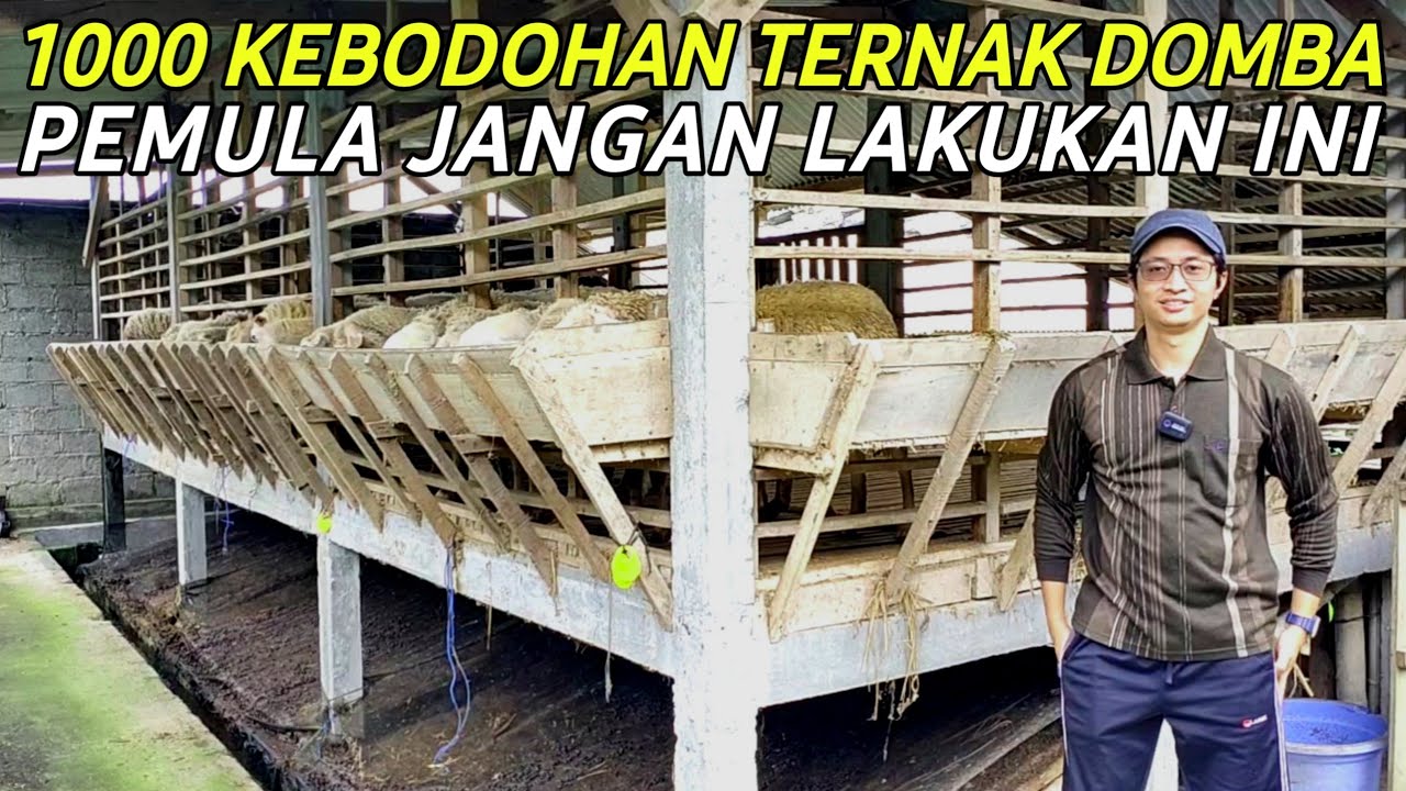 SUKSES BREEDING DOMBA MODERN JANGAN LAKUKAN 1000 KEBODOHAN INI