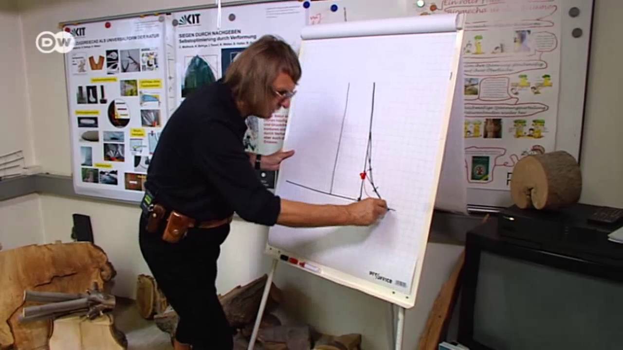 The Mathematics of Trees | Tomorrow Today