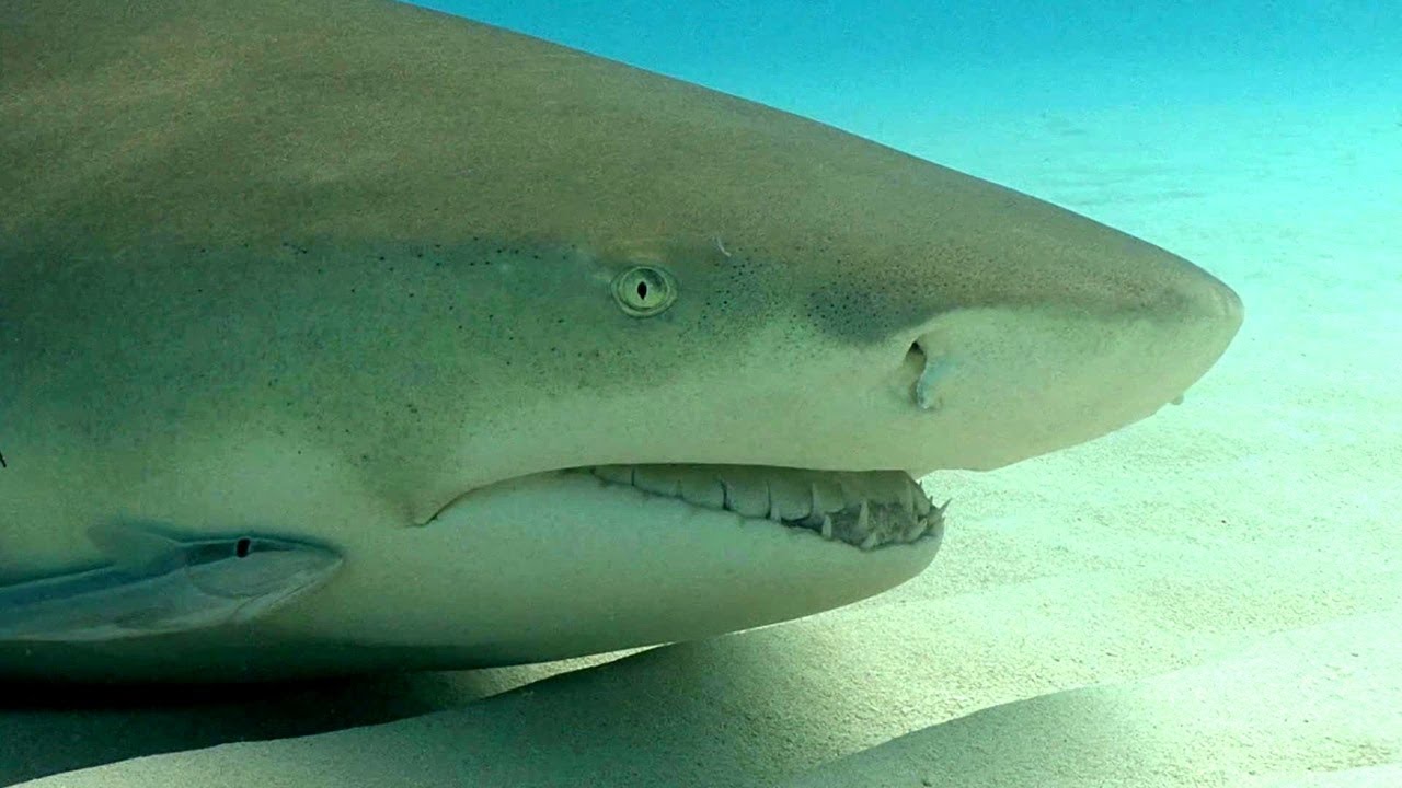 Unbelievable Cave Creatures and the Strangest Sharks on Earth