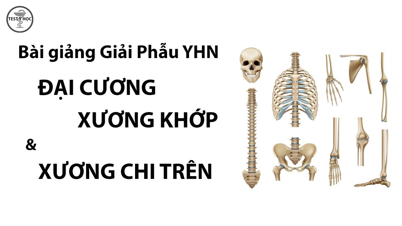 Bài giảng Giải Phẫu Y Hà Nội: Đại cương xương khớp - xương chi trên (thầy Hưng) - Ôn thi nội trú