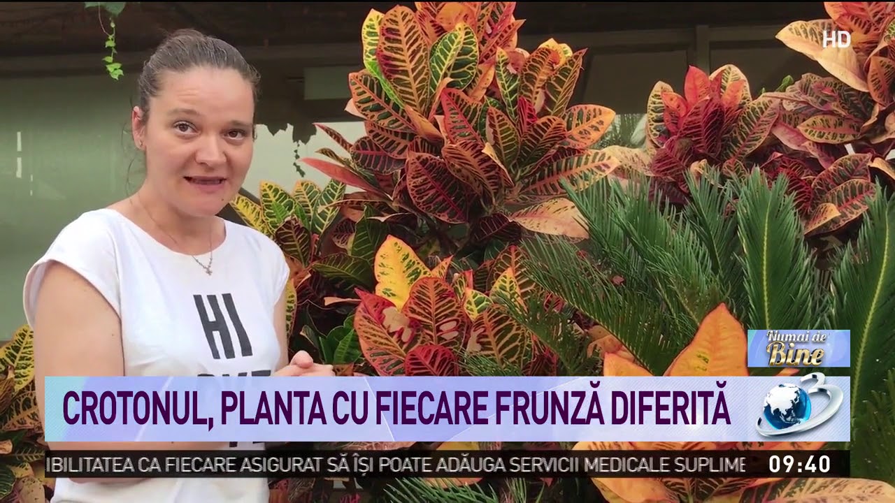 Crotonul, planta cu fiecare frunză diferită