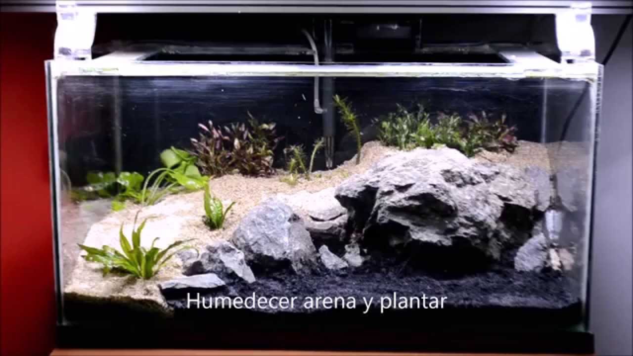 Cómo hacer acuario plantado | paso a paso  [HD]