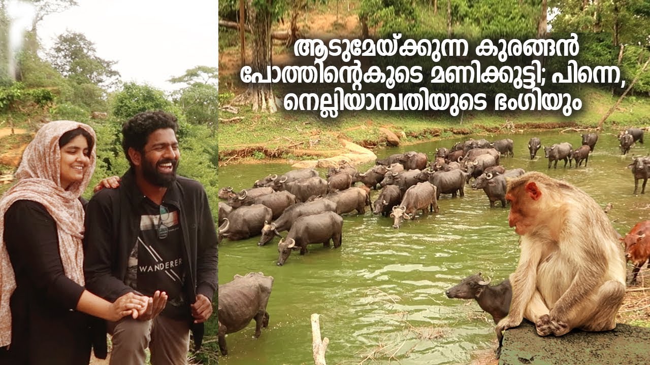ആടുമേയ്ക്കുന്ന കുരങ്ങനും നെല്ലിയാമ്പതിയുടെ ഭം​ഗിയും │ Route Records Ep#78