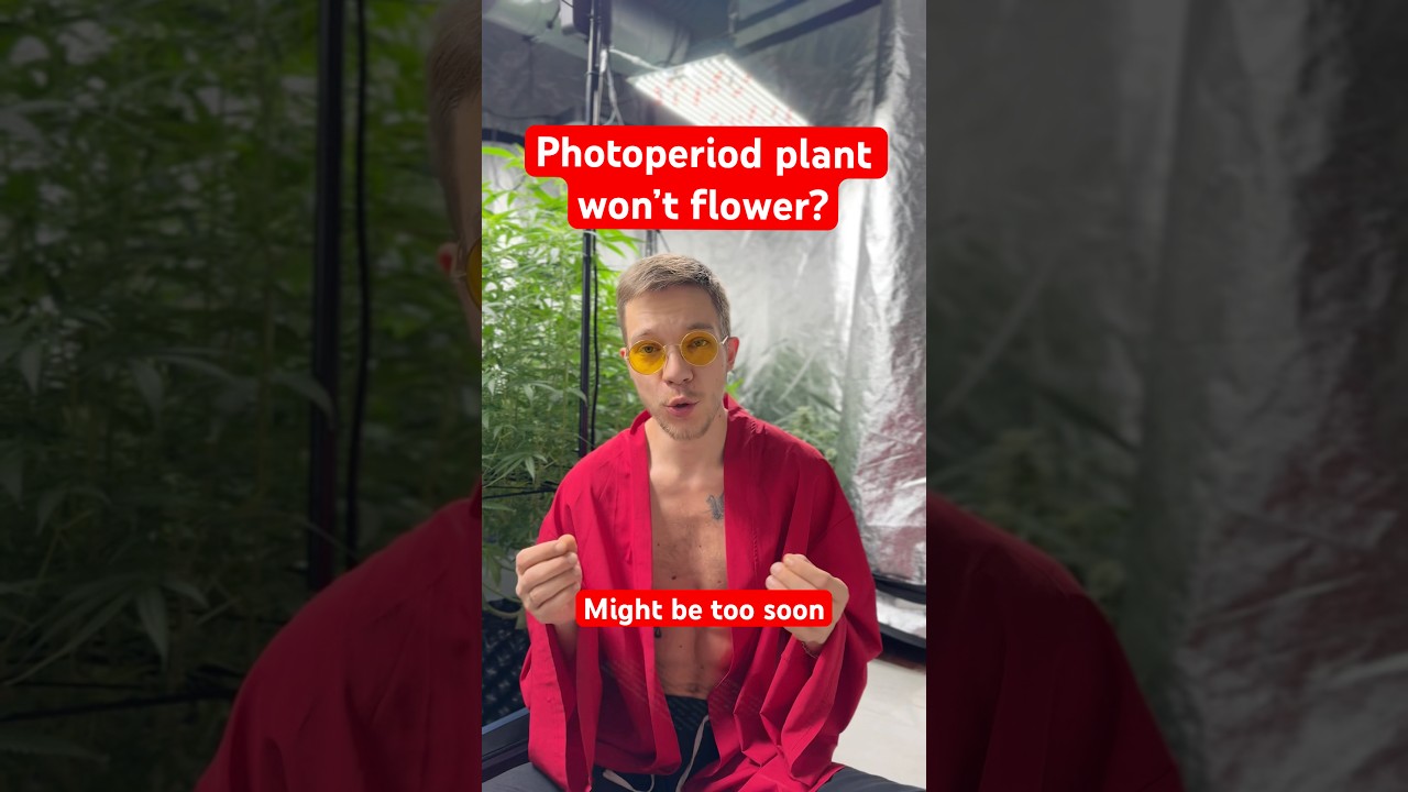 Why my Plants Won't Flower And How To Fix It? | Photoperiod cannabis not flowering | weed problem
