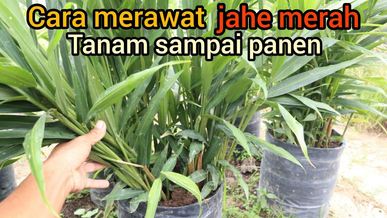 Cara perawatan jahe merah dari tanam hingga panen di polybag