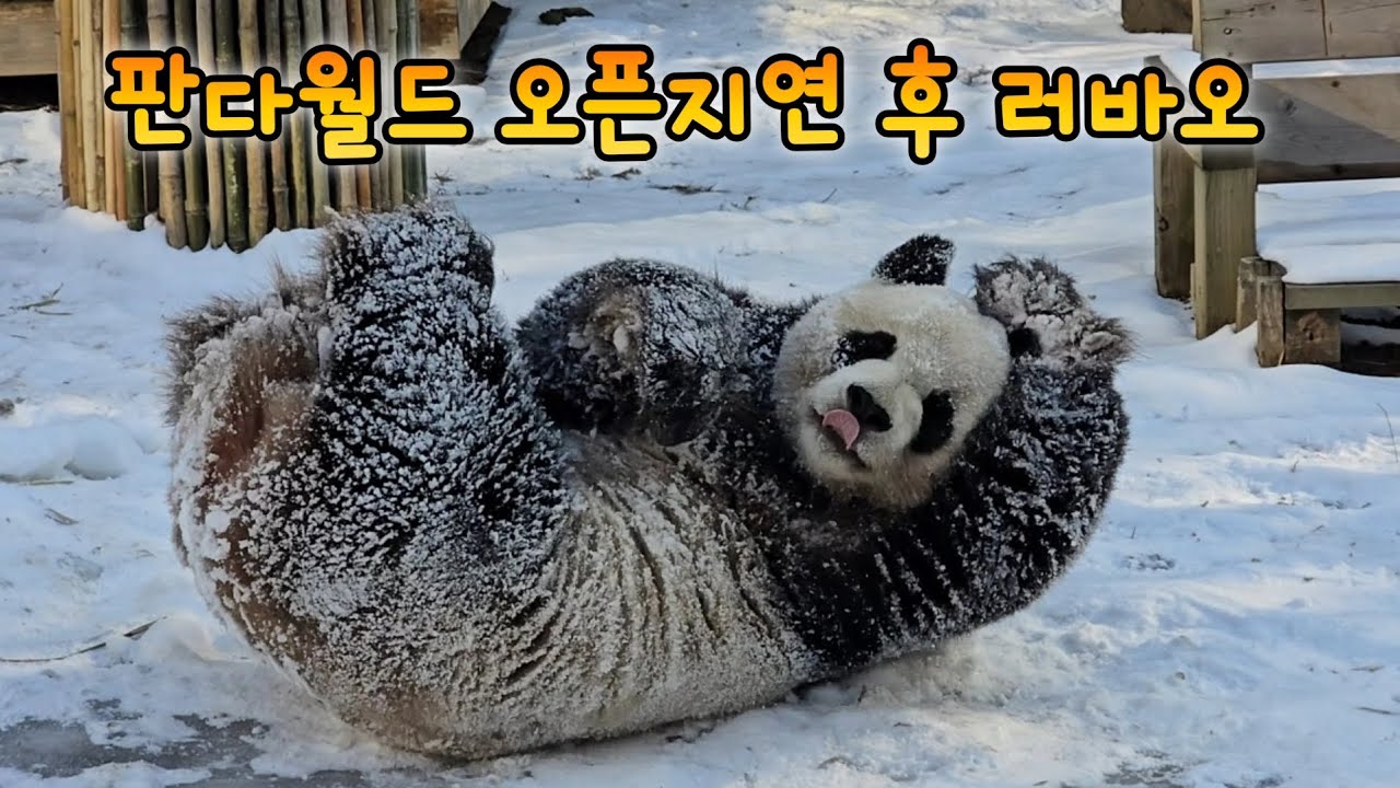 판다월드 오픈지연 후 만난 러바오 버라이어티 파티 물놀이 눈놀이 서리놀이💙26.02.03