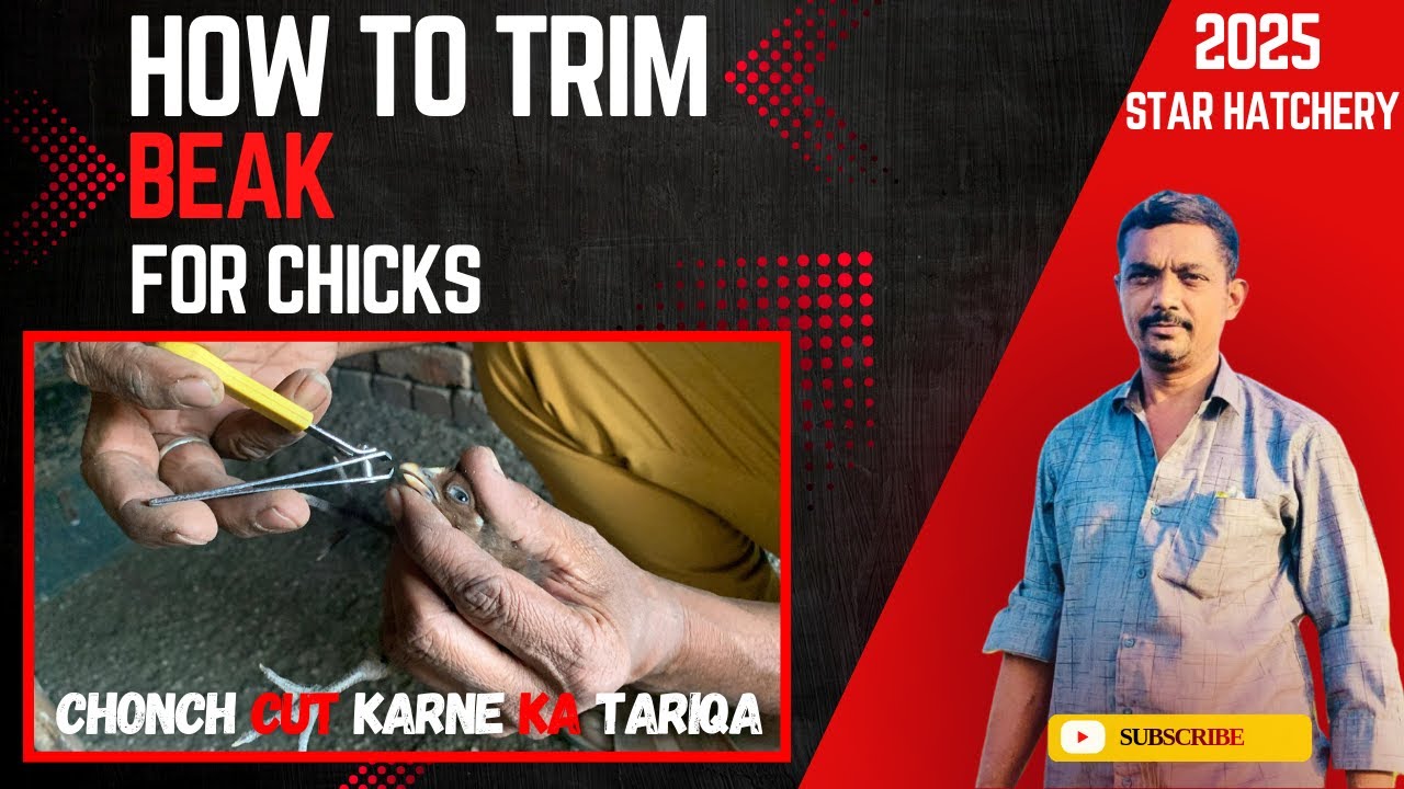 How To Trim Beak For Chicks | Chonch Cut Karne ka Tariqa | Star Hatchery | 2025