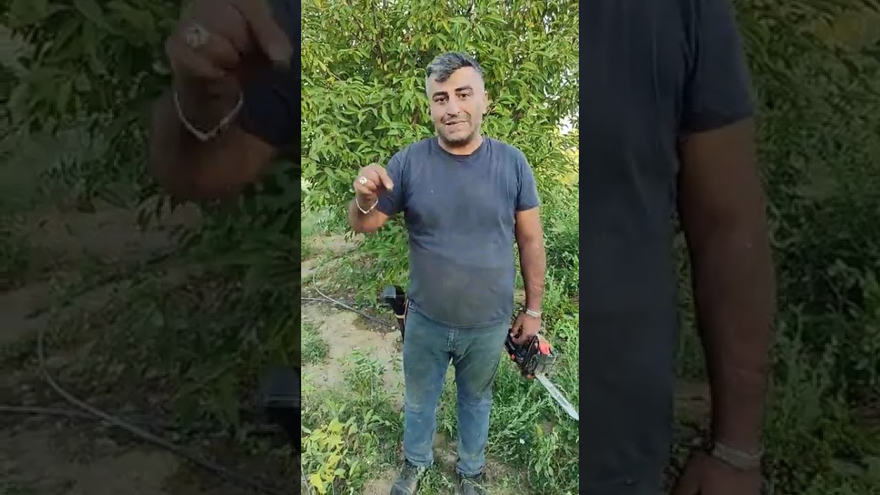 Vişne budaması detaylı anlatım,, şekil form budaması, meyvaya yönelik budama şekli