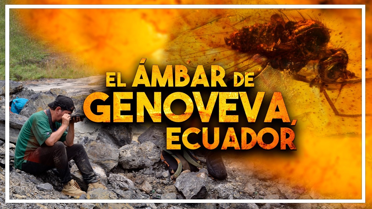 El maravilloso ÁMBAR de GENOVEVA, ECUADOR