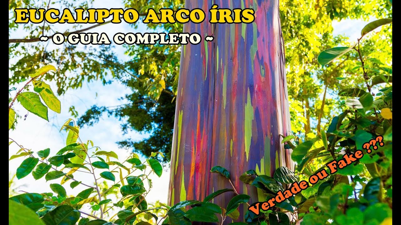 EUCALIPTO ARCO ÍRIS: Tudo Que Você Precisa Saber Sobre Essa Linda e Rara Espécie | O Guia Completo
