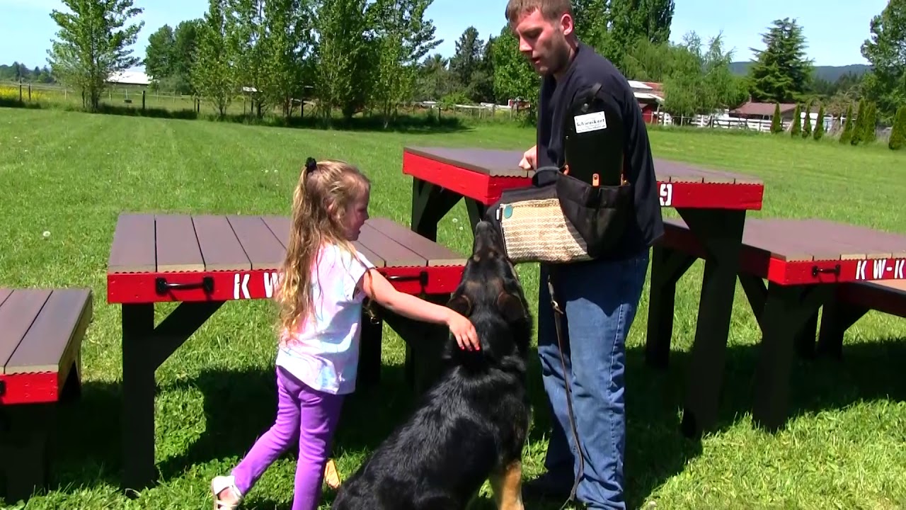 Protection trained German Shepherd dog with children