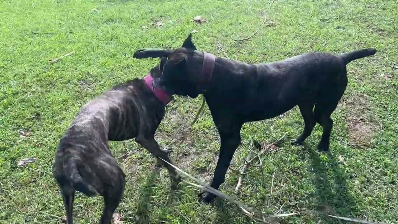 Clash of the Titans, Reptar and Chewy