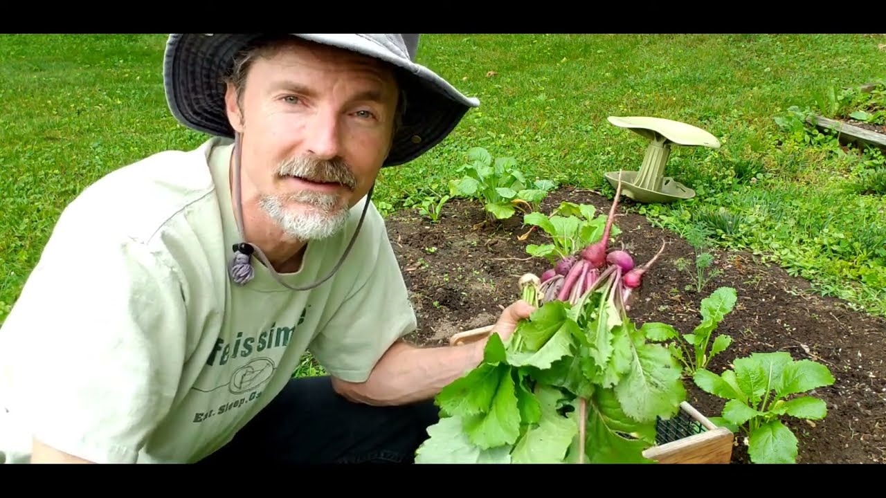 When to Harvest Turnips? Salad Turnips vs Regular Turnips