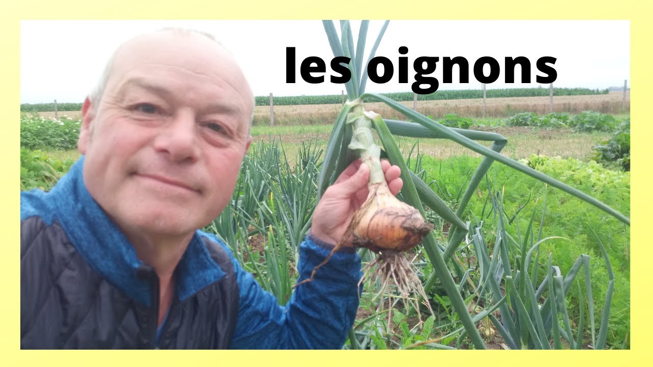 comment planter  les oignons et les échalotes