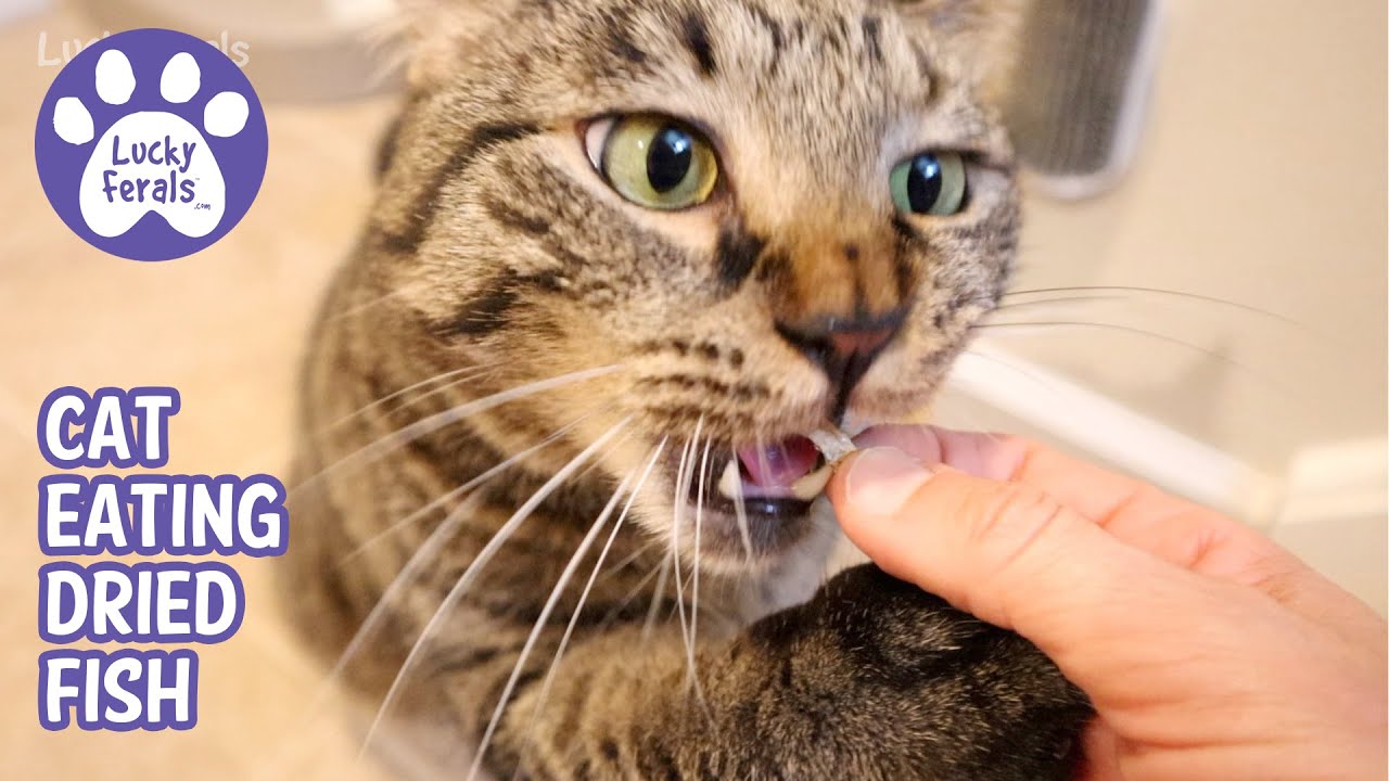 Simba Eating Dried Minnows - Cat Purring - Cat Eating Sounds - ASMR