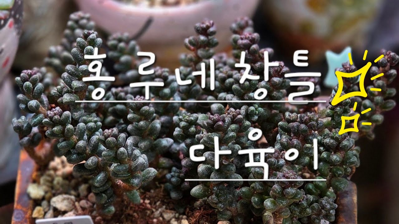 26.3.16 #창틀다육 #succulent #plants 
