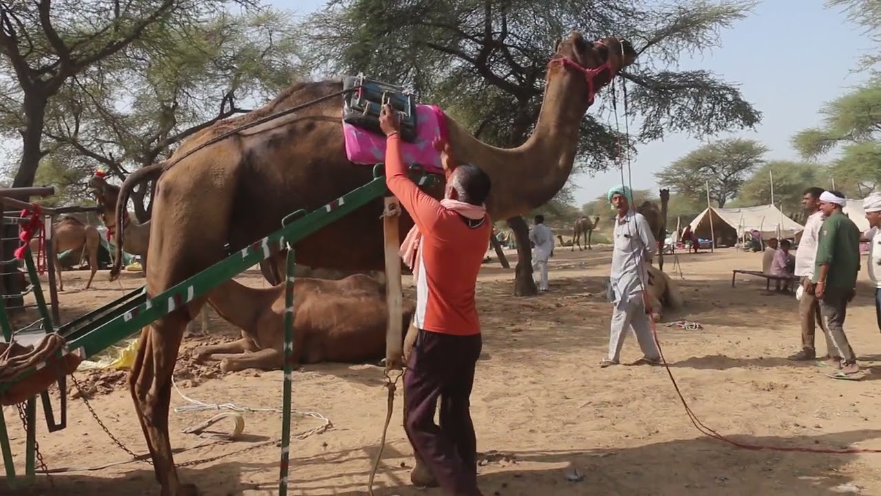 The ship of the desert must be tested by being attached to the vehicle. गाड़ी के साथ जोड़कर जरुर