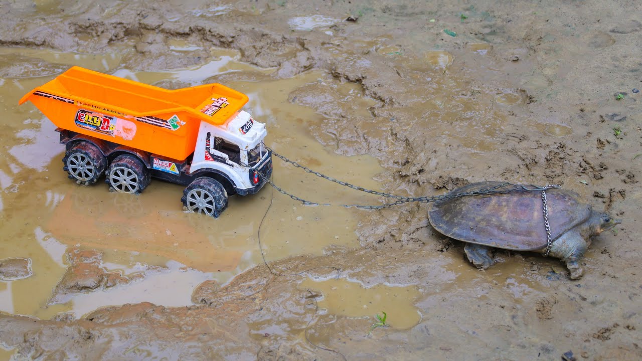Giant Turtle Pull  Out Tata Dumper Stuck in Mud | 3 Trucks Rescue Kachhua | jcb tractor cartoon