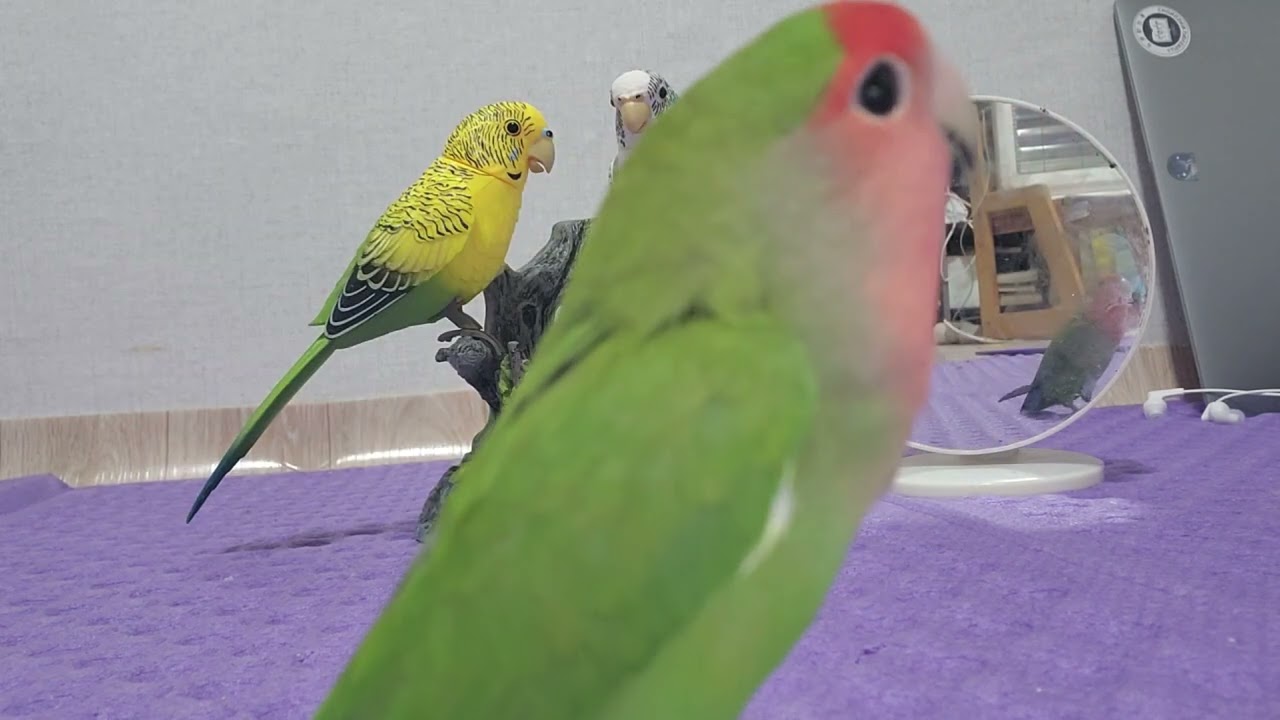 What my lovebird try to do 😂😂##parrot #talkingparot #lovebirds #pets #makeup #shorts #viralshort 