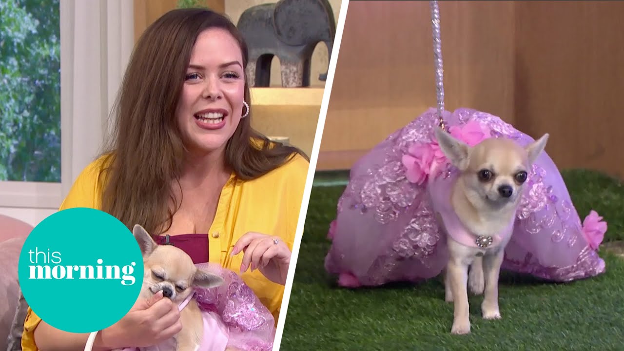 Adorable UK Chihuahua Beauty Pageant Stars Strut Their Stuff On The 'Dogwalk' | This Morning