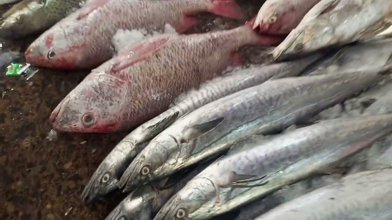  Karachi fish harbour 