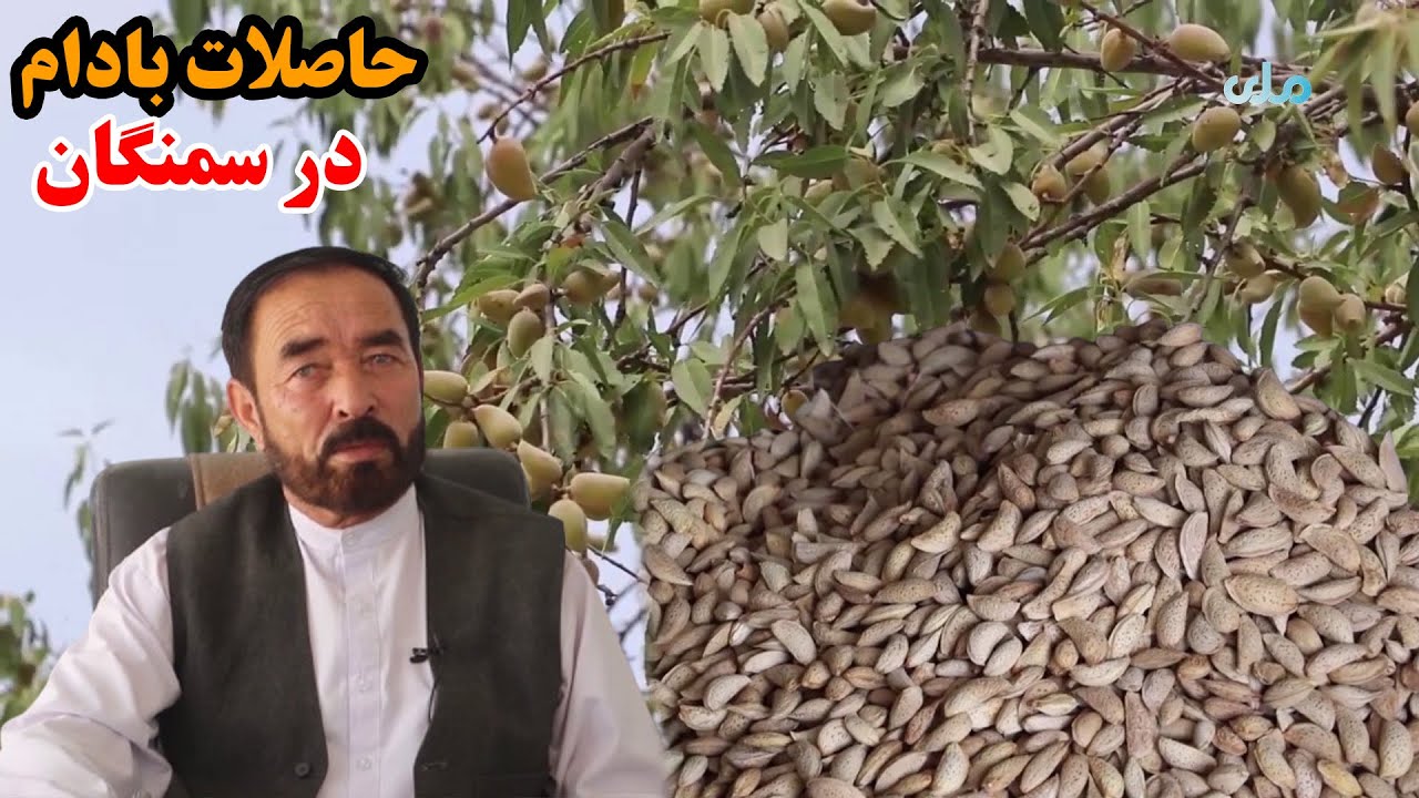 میهن من | حاصلات بادام در سمنگان