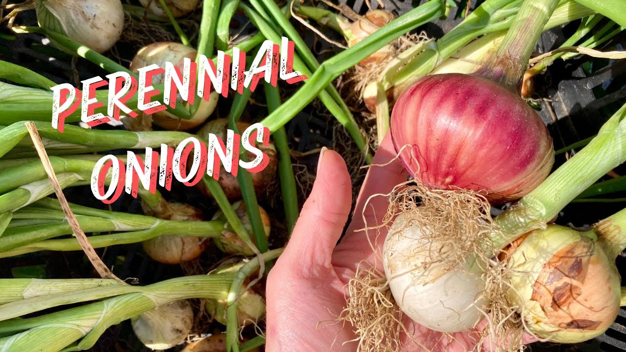 Perennial onions in the permaculture garden