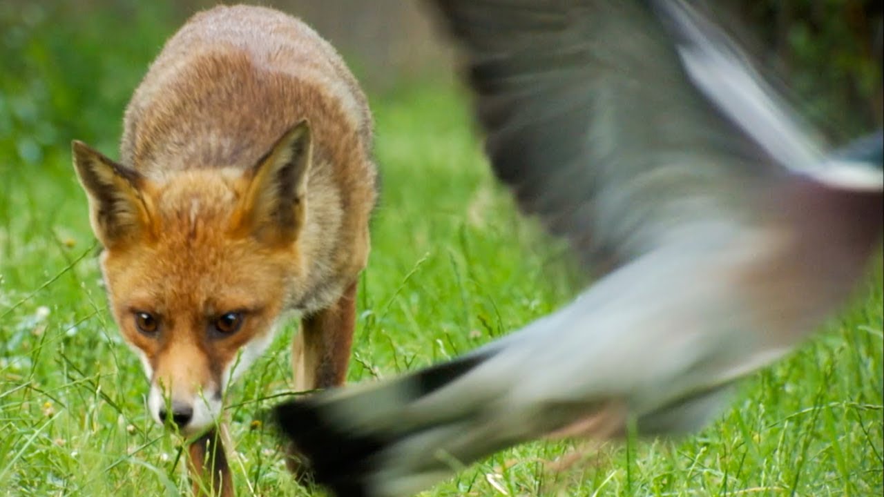 Are Foxes Getting Bolder? | BBC Earth Explore