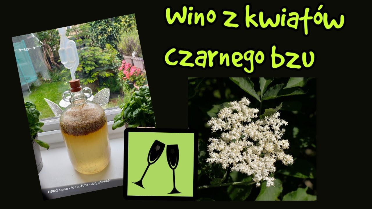 Wino z kwiatow czarnego bzu/domowe