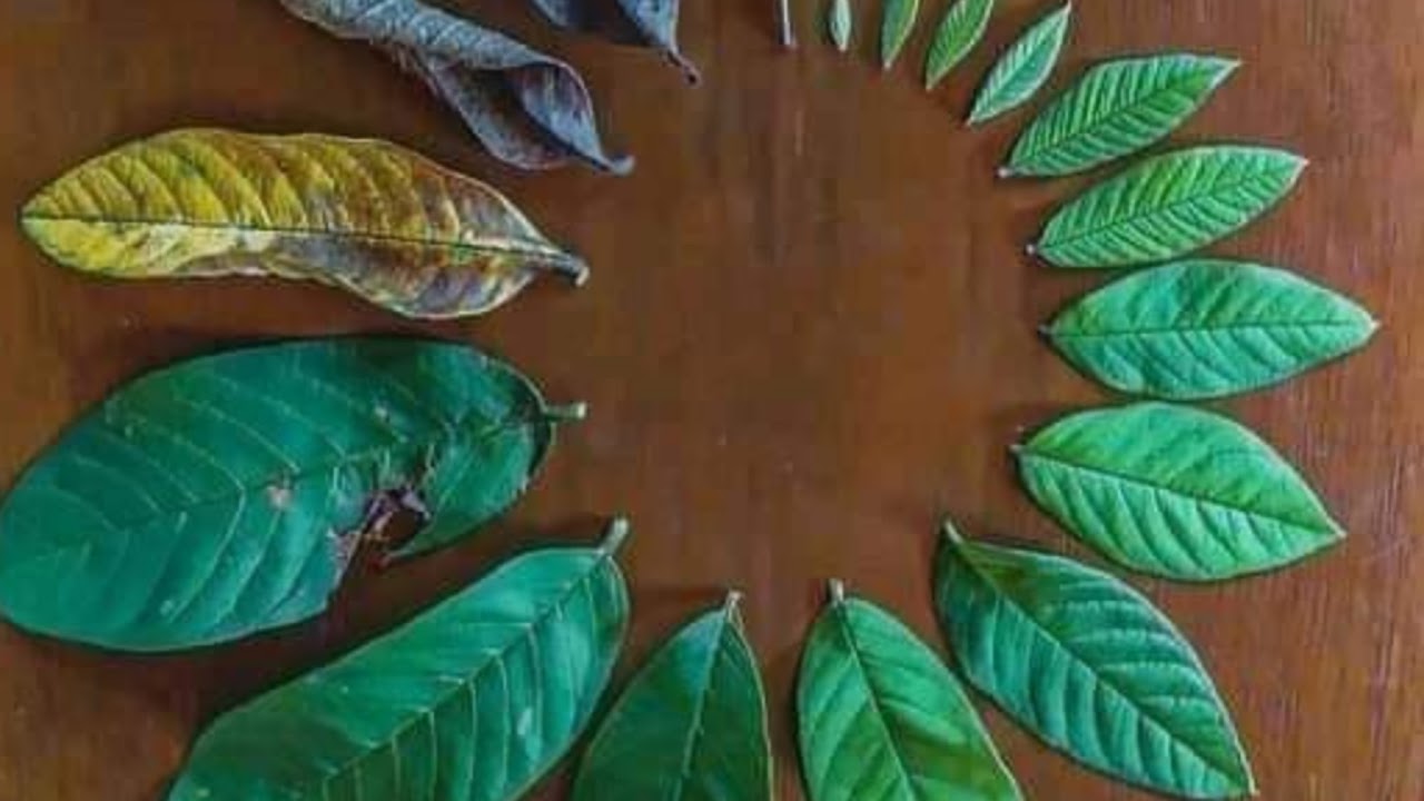 Ramadan tafseer day 27 @BFIE (ikoyi central mosque) by sheikh Musa Muhammad M. yabo (Hafidhahullah)