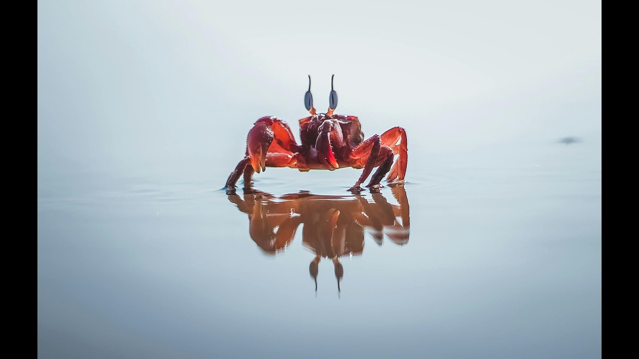 The Incredible Unity of the Spider Crab #spider #spidercrab #unity #animals