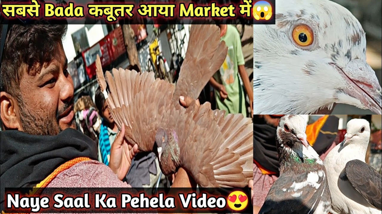 Kabootar Market में Aaya सबसे बड़ा कबूतर😱 | High Flyer Pigeons