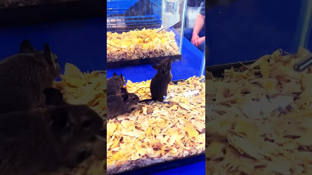 Are Degus the Coolest Pets on Earth? 🐁 💎