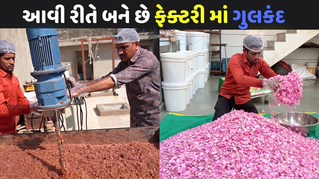 ગુજરાત મા ગુલકંદ ખાલી એક જ સિટી મા બને છે Jain dairy Gulkand Palitana Bhavnagar