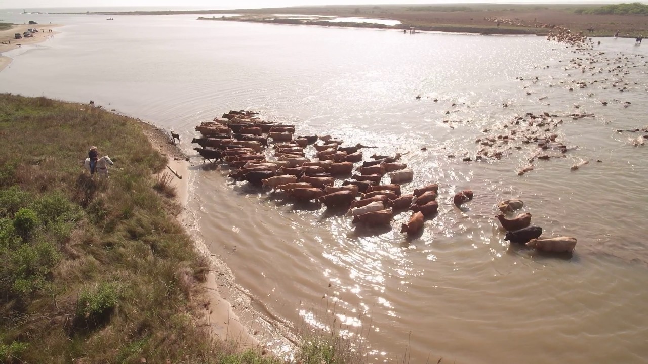 Cattle Drive 2017