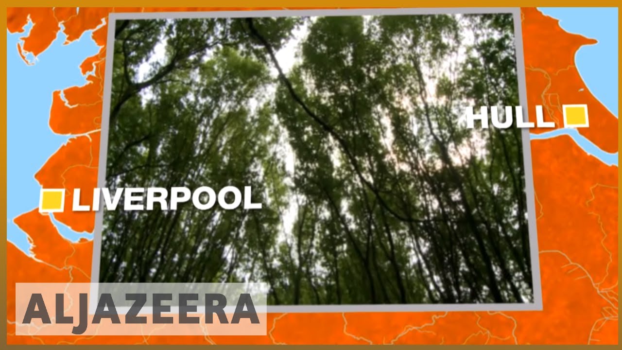 🇬🇧 The UK's new forest plan: 50 million trees over 25 years | Al Jazeera English