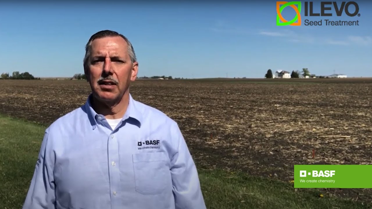 What is the ILEVO Seed Treatment Halo Effect?